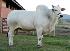 Raca: nelore padrao (corte) rgd: jsm 291